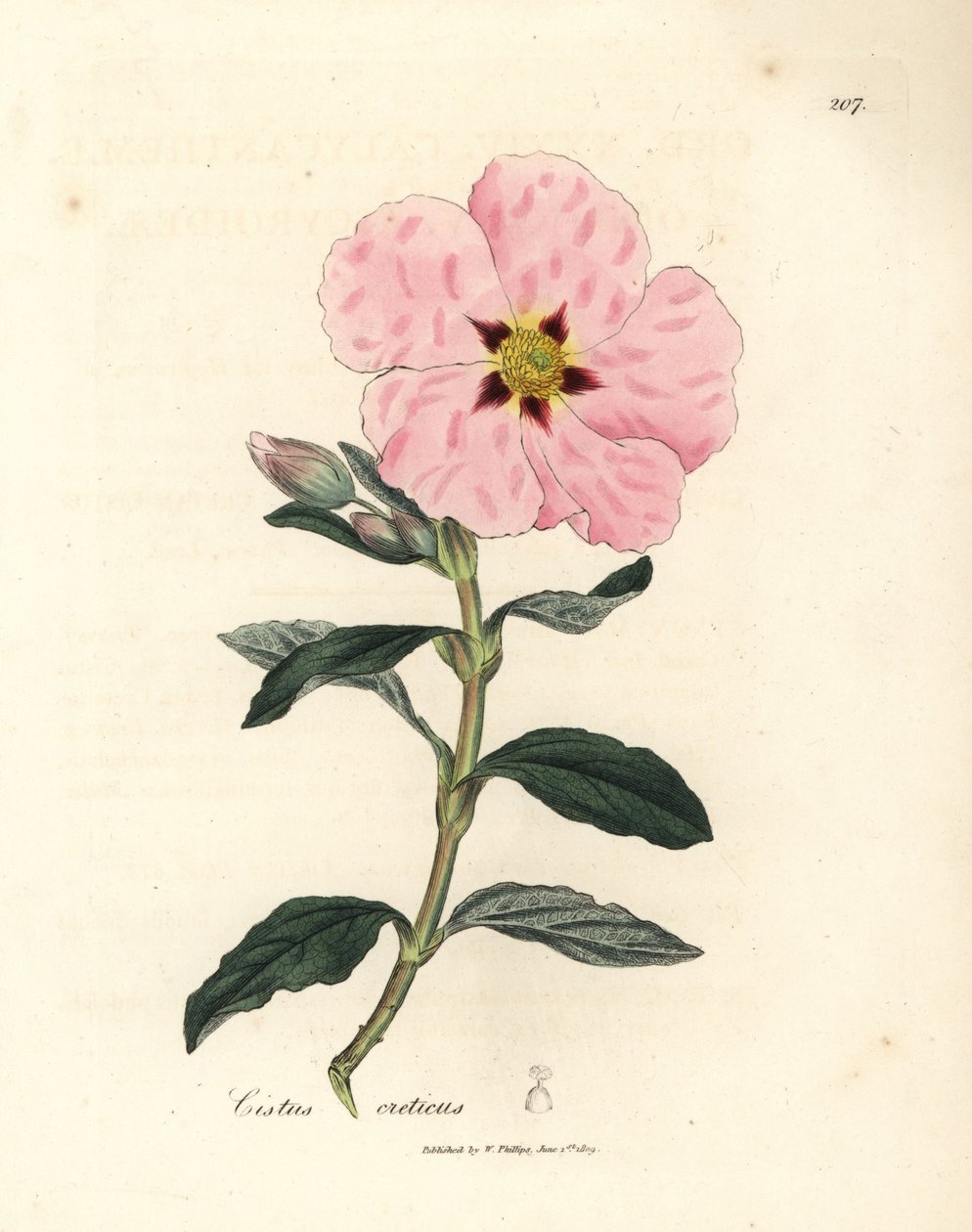 Rózsaszín virágú krétai cistus, Cistus creticus alkotó: James Sowerby