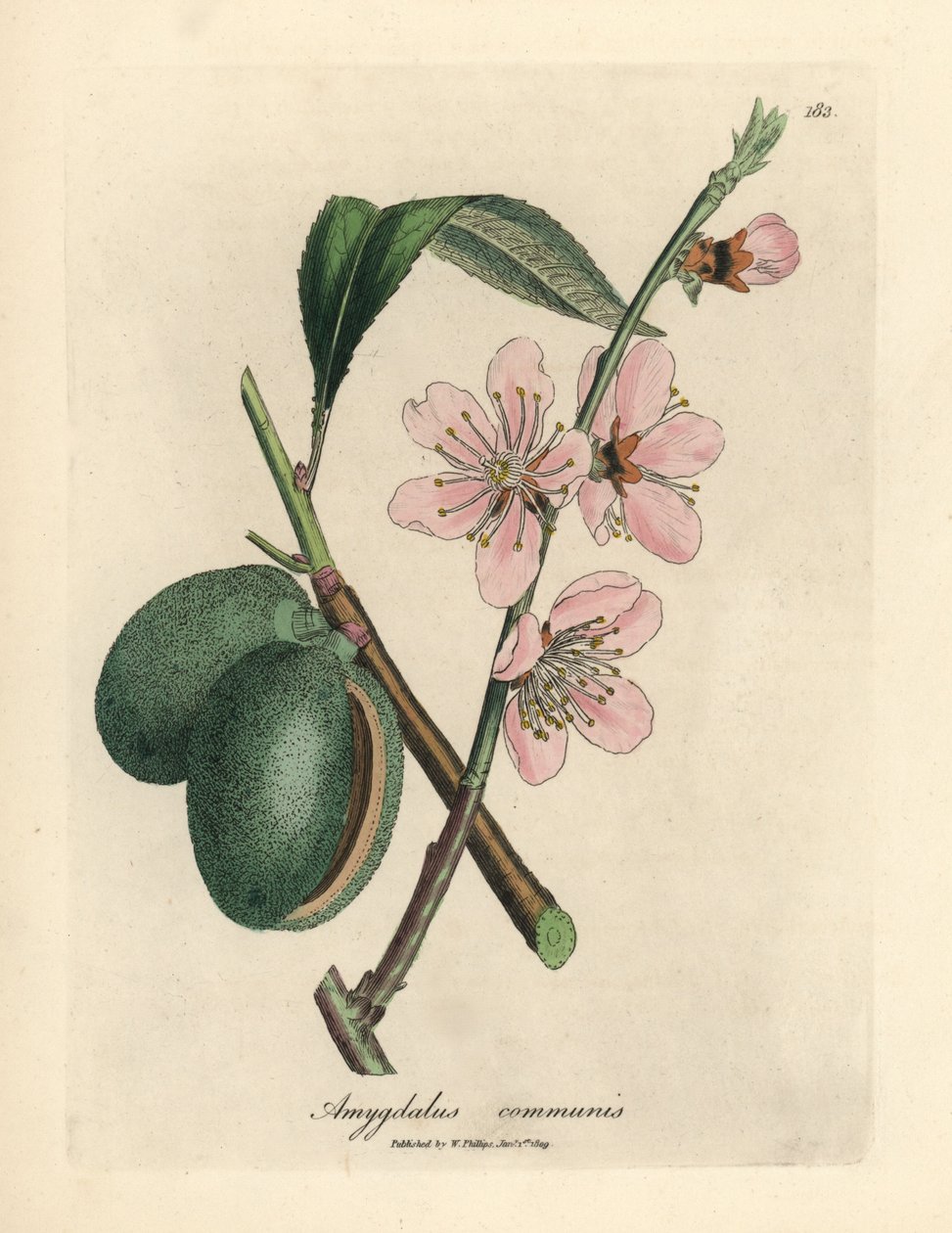 Rózsaszín virágú mandulafa, Amygdalus communis alkotó: James Sowerby