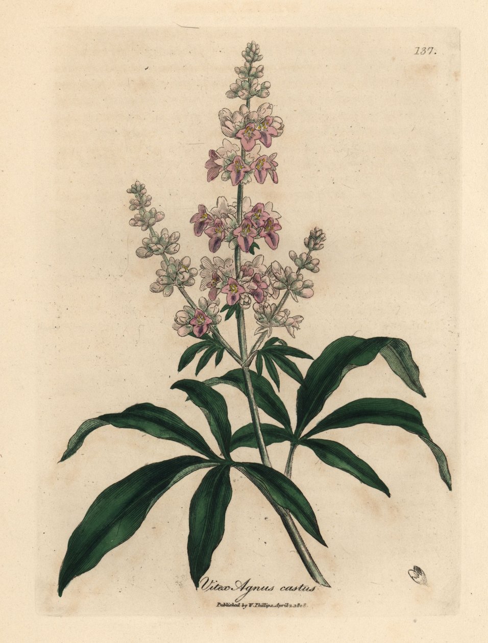 Rózsaszín virágú tiszta fa, Vitex agnus castus alkotó: James Sowerby