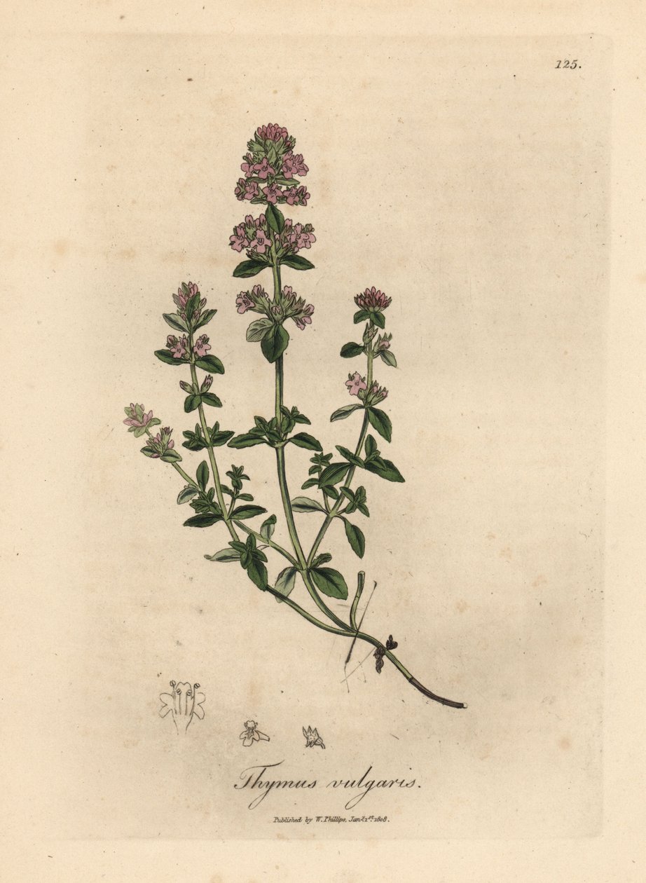 Rózsaszín virágú kerti kakukkfű, Thymus vulgaris alkotó: James Sowerby