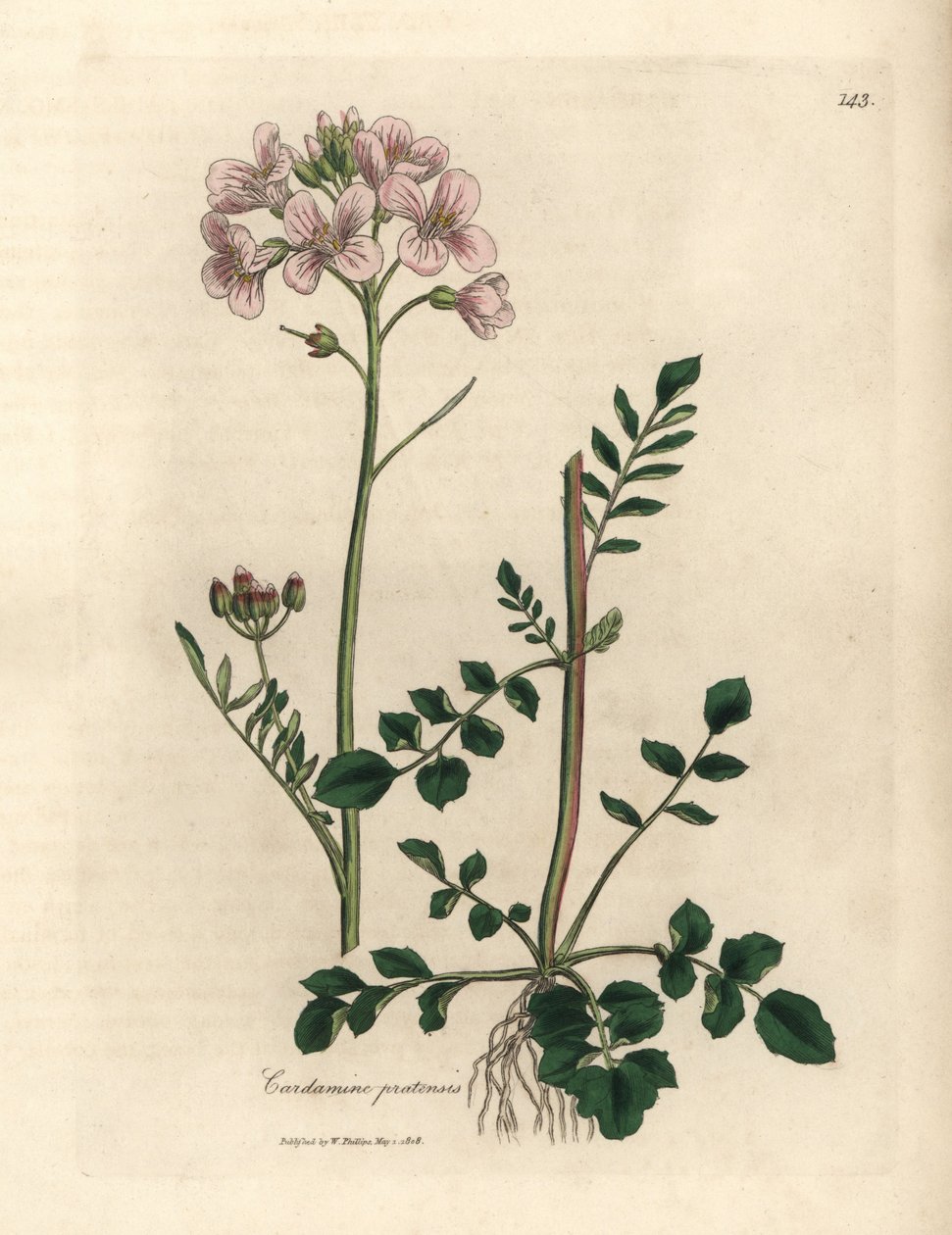 Rózsaszín virágú női smock vagy kakukkvirág, Cardamine pratensis alkotó: James Sowerby