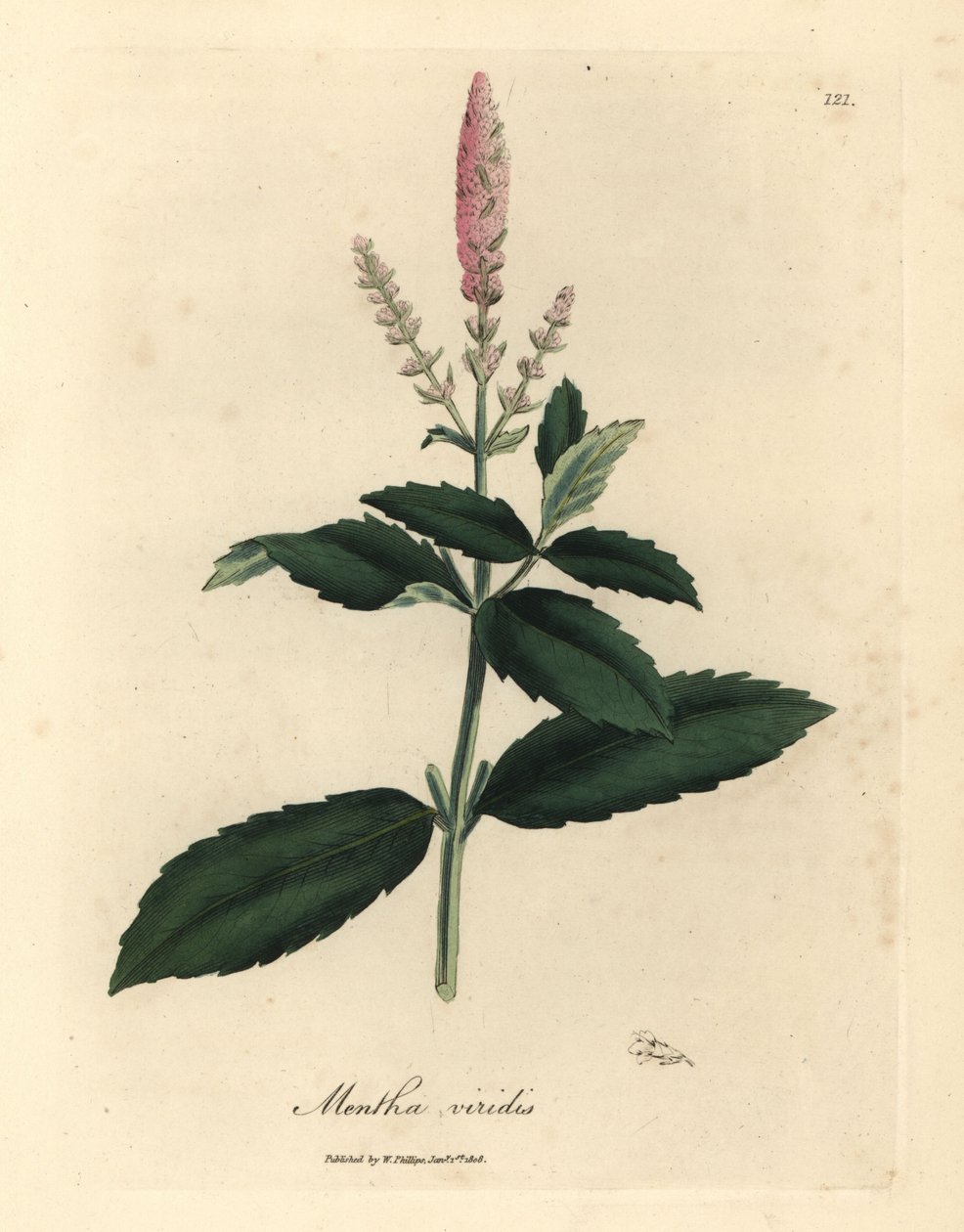 Rózsaszín virágú fodormenta, Mentha viridis alkotó: James Sowerby