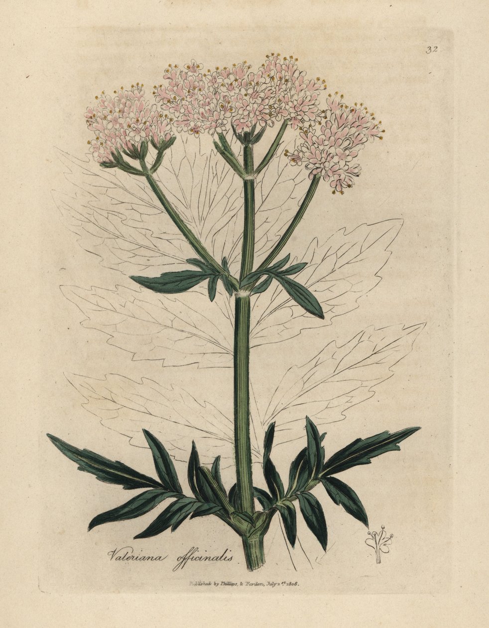 Rózsaszín virágú macskagyökér, Valeriana officinalis alkotó: James Sowerby