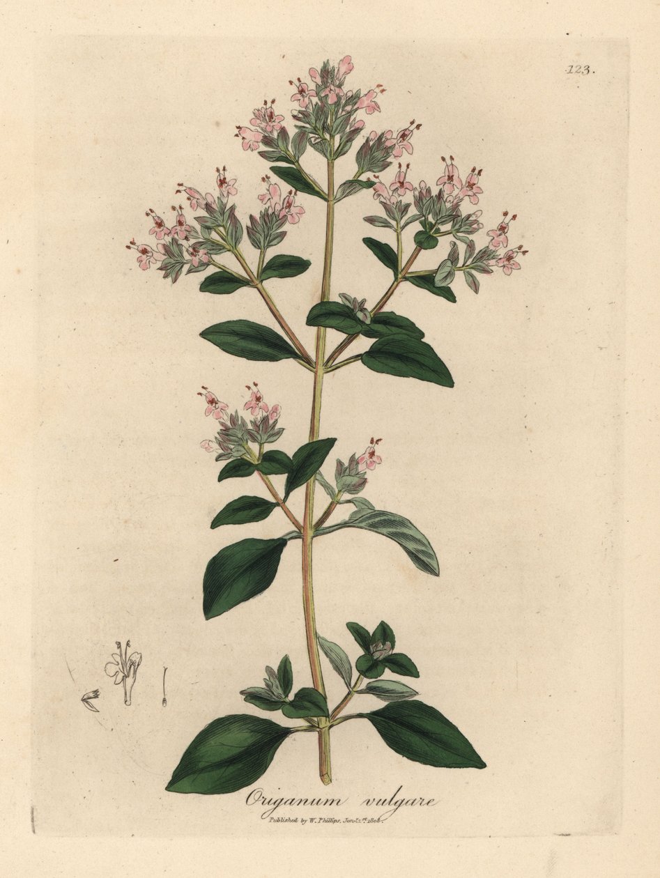 Rózsaszín virágú vadmajoránna, Origanum vulgare alkotó: James Sowerby