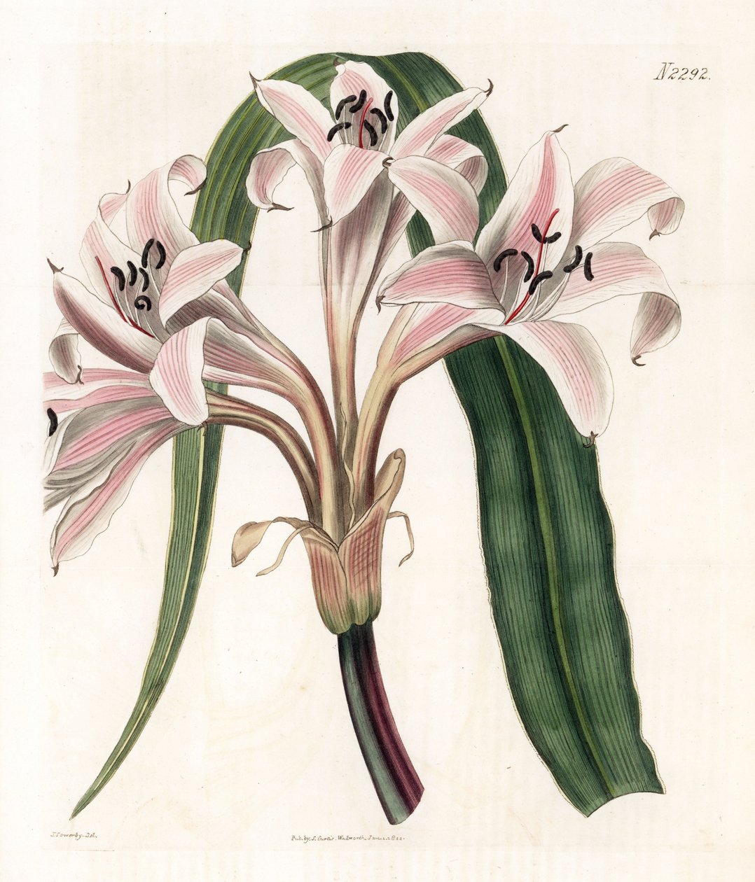 Pink liliom variete - Rózsaszín csíkos trombitaliliom, Crinum latifolium (Molucca crinum, Crinum moluccanum). Weddell kézzel színezett rézmetszet James Sowerby illusztrációja nyomán Samuel Curtis „” Botanical Magazine” című londoni magazinjából alkotó: James Sowerby
