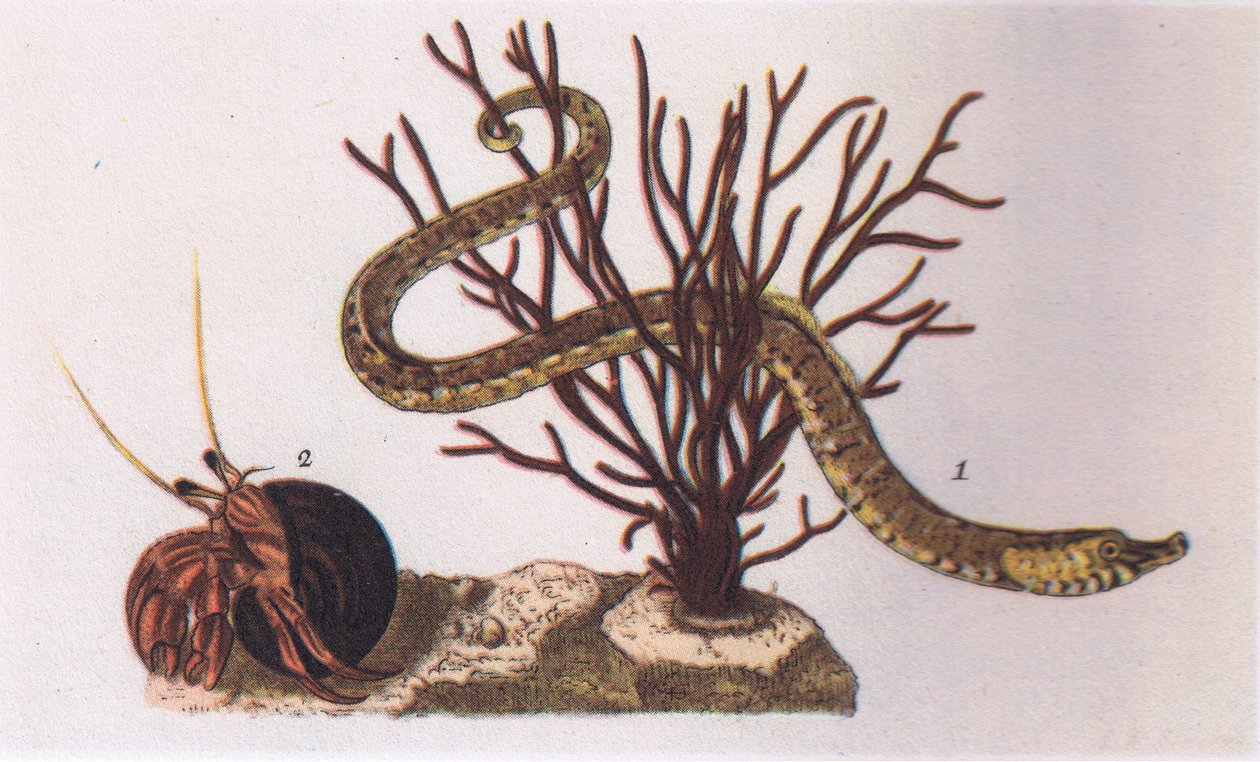 Pipe Fish and Hermit Crab, Nature in Britain, Collins, 1946 alkotó: James Sowerby