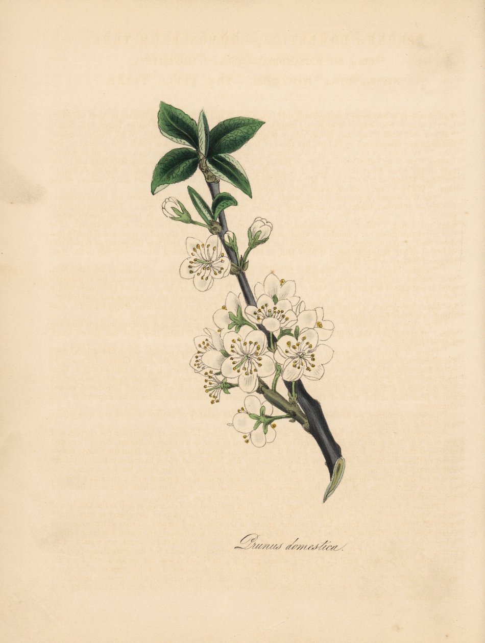 Szilvafa - Közönséges szilvafa, Prunus domestica. James Sowerby William Woodville „Medical Botany” című művéből készült illusztrációjából készült. C. Chabot kézzel színezett cinkográfoja, amelyet Miss M. A. Burnett rajzolt a „” Plantae Utiliores: or Illust alkotó: James Sowerby