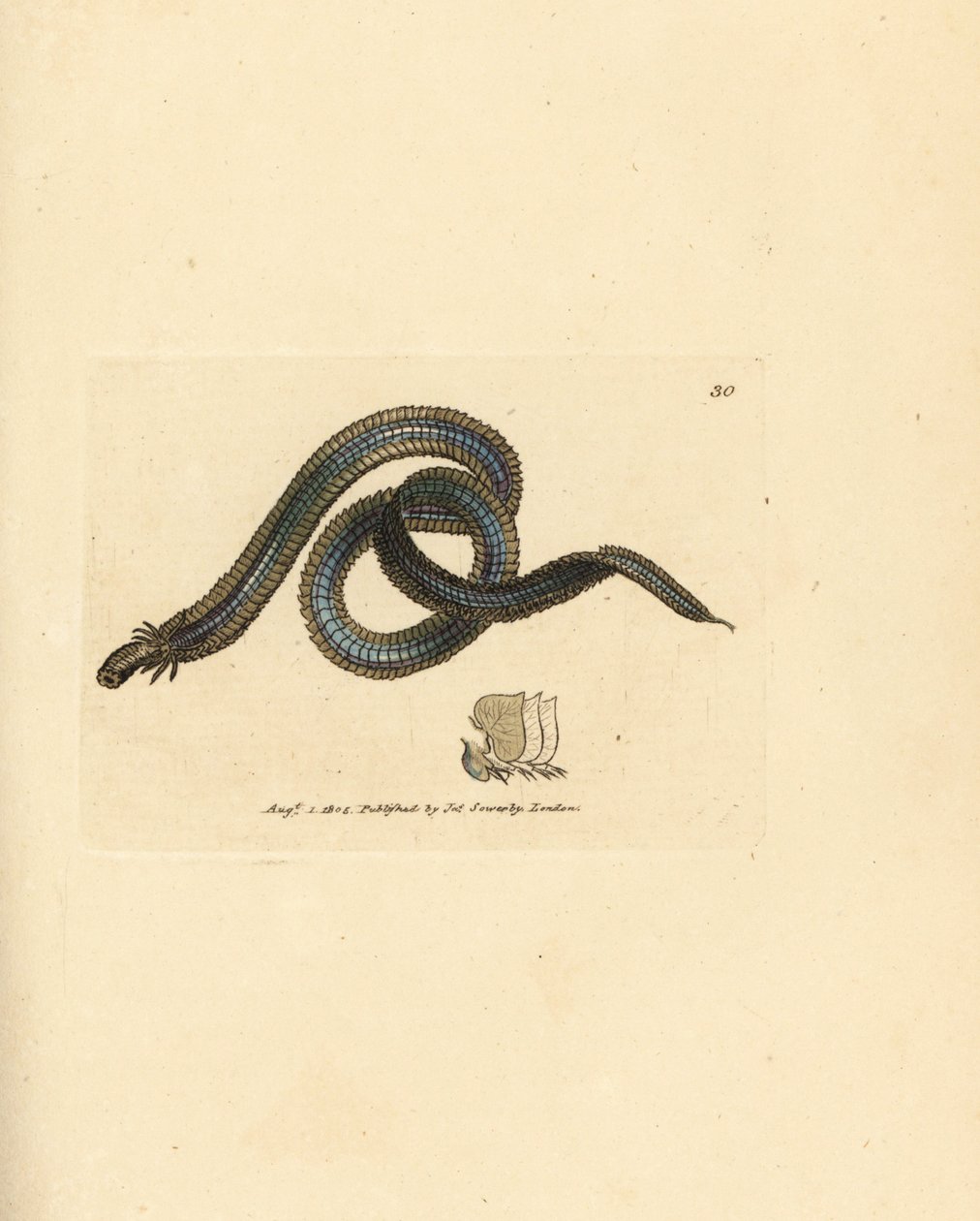 Polychaete féreg, Phyllodoce lamelligera (Nereis lamelligera). James Sowerby kézi színű rézmetszete a The British Miscellany-ból, vagy új, ritka vagy kevéssé ismert állattémák színes figurái. alkotó: James Sowerby