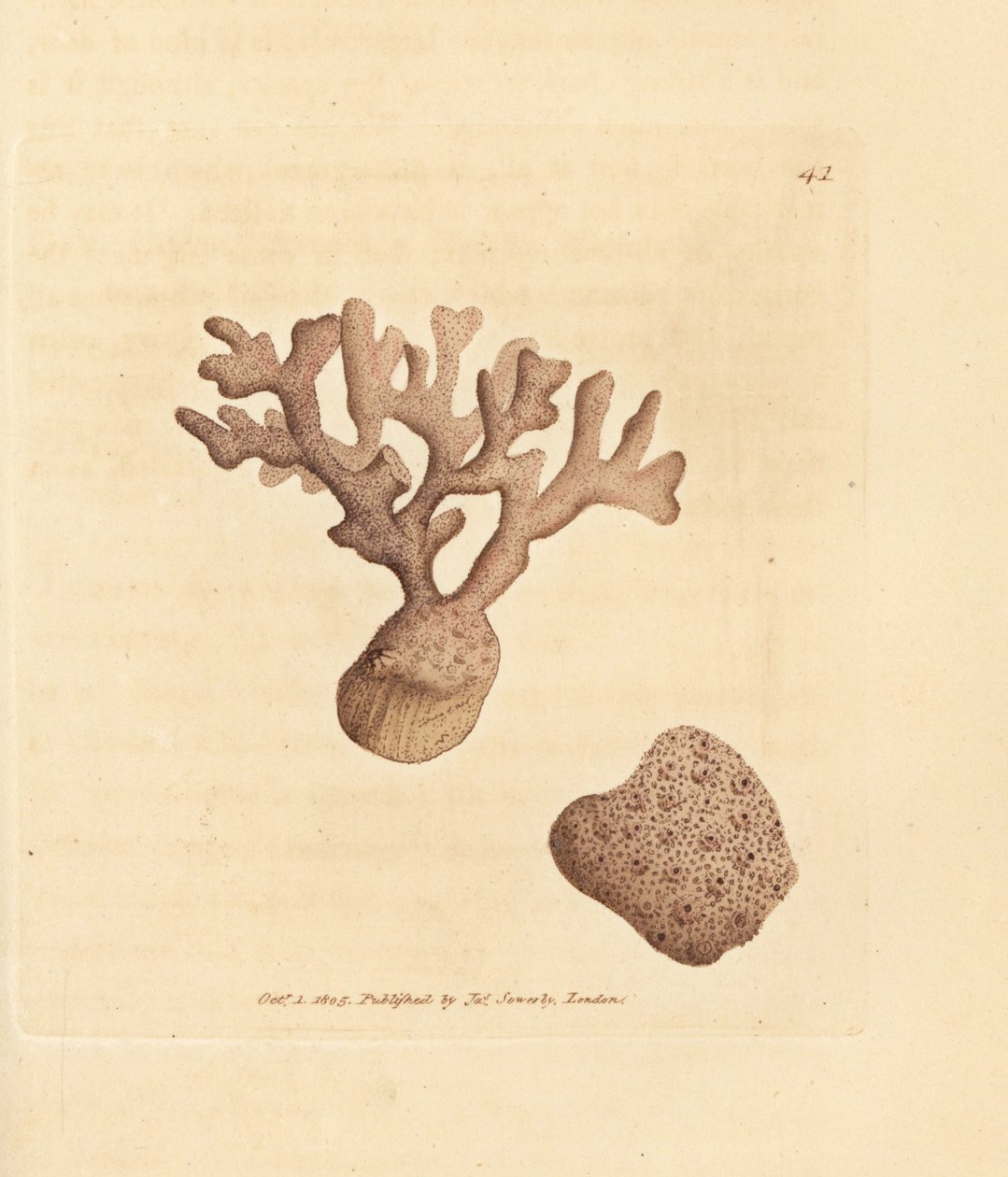 Porella compressa (Millepora compressa). James Sowerby kézi színű rézmetszete a The British Miscellany-ból, vagy új, ritka vagy kevéssé ismert állattémák színes figurái. alkotó: James Sowerby