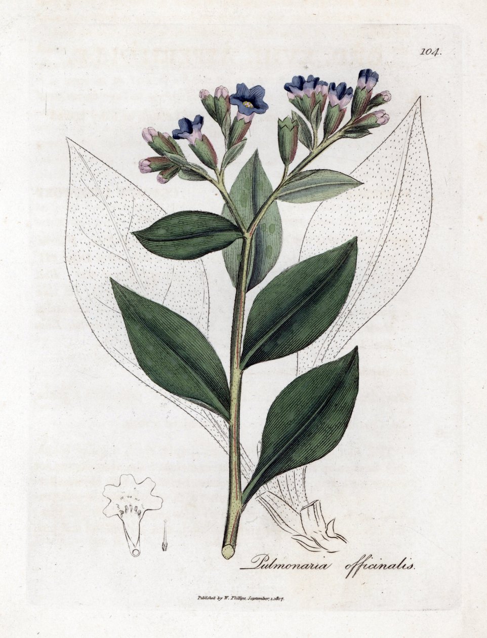 Pulmonalis officinale - tüdőfű, Pulmonia officinalis. Kézzel színezett rézmetszet James Sowerby botanikai illusztrációjából (William Woodville) és Sir William Jackson Hooker "" Medical Botany" című művéből, John Bohn, London alkotó: James Sowerby