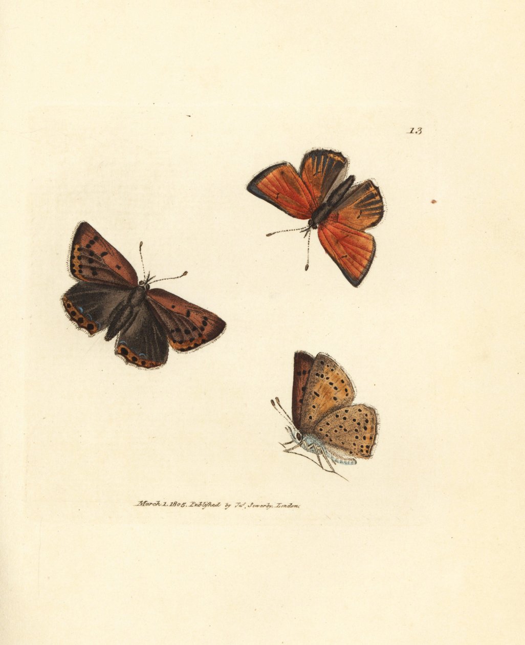 Tiszta szélű rézpillangó, Lycaena víziló. James Sowerby kézi színű rézmetszete a The British Miscellany-ból, vagy új, ritka vagy kevéssé ismert állattémák színes figurái. alkotó: James Sowerby