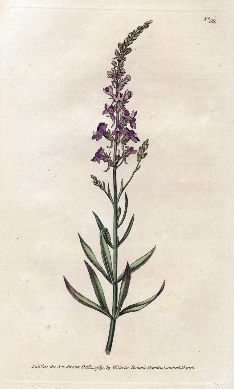 Purple Linar – James Sowerby (1757-1822) litográfiája, William Curtis Botanical Magazine-jából (1746-1799) alkotó: James Sowerby