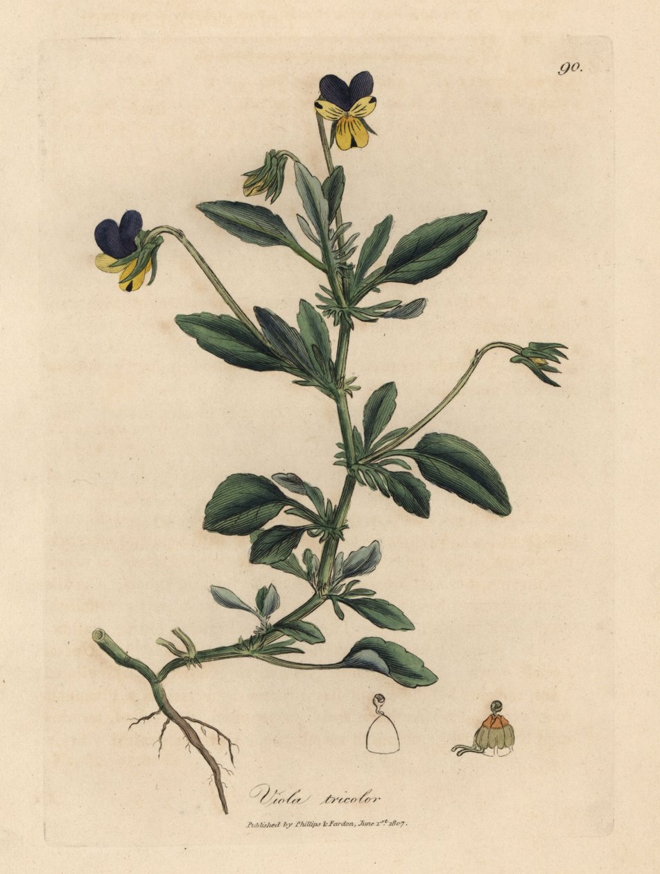 Lila és sárga árvácska, Viola tricolor alkotó: James Sowerby