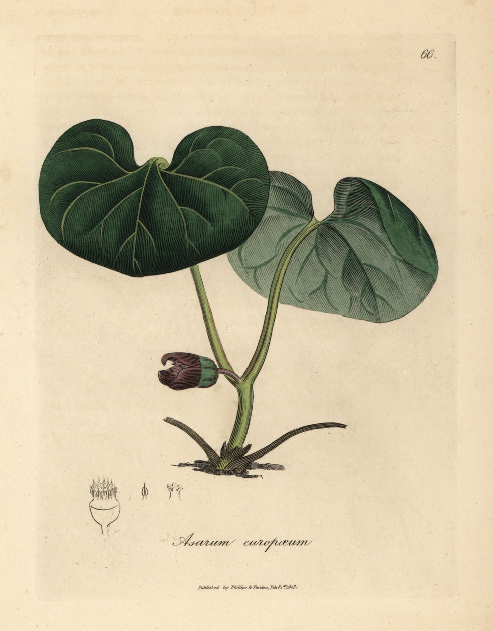 Lila virágú asarabacca, vagy vad gyömbér, Asarum europaeum alkotó: James Sowerby