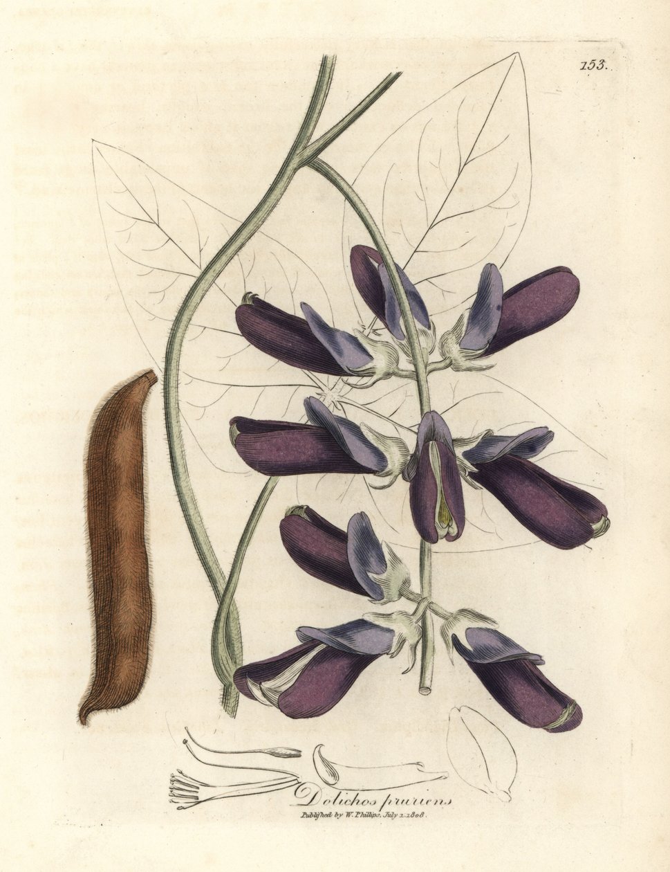Lila virágú cowhage dolichos, Dolichos pruriens alkotó: James Sowerby
