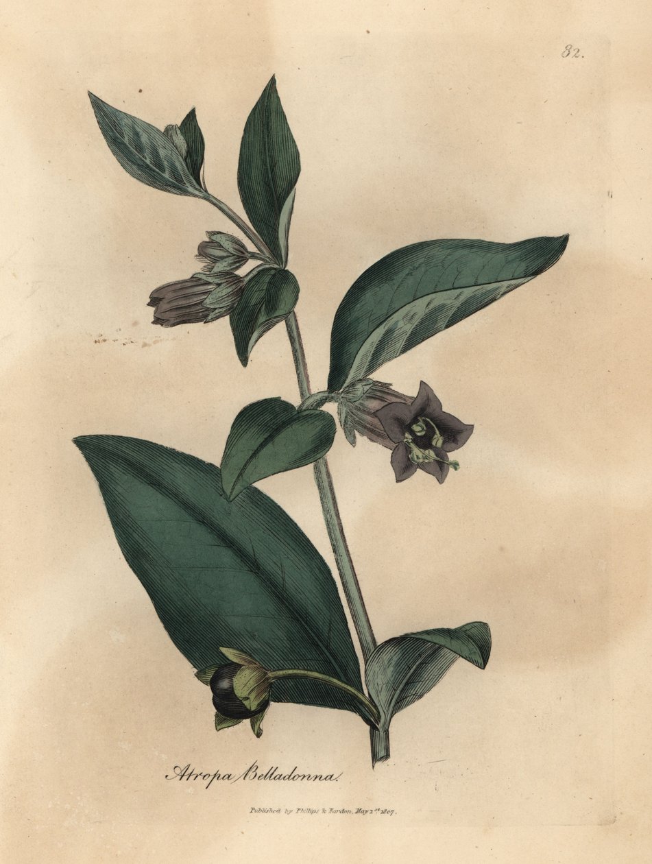 Lila virágú halálos nadálytő, Atropa belladonna alkotó: James Sowerby