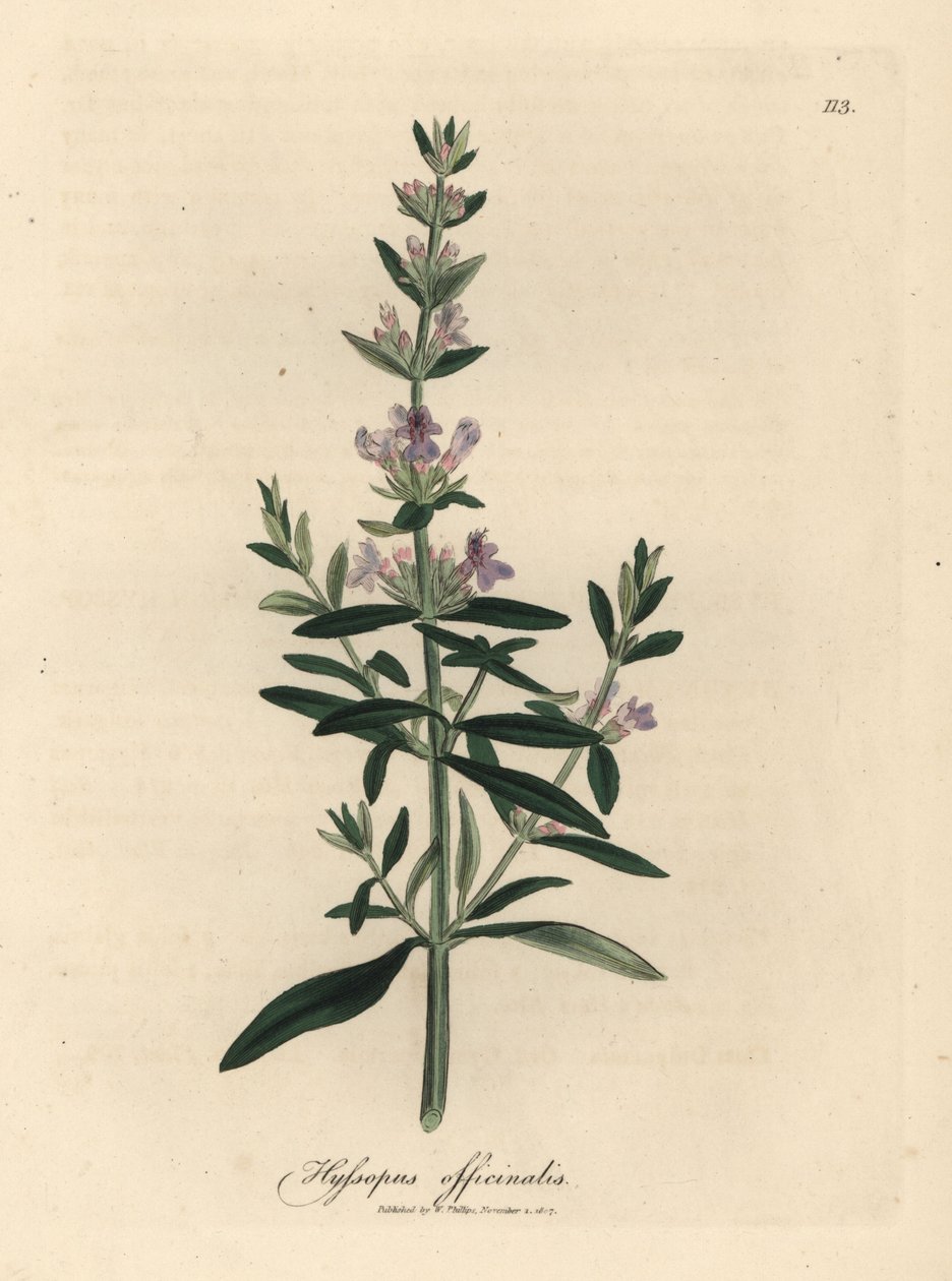 Lila virágú izsóp, Hyssopus officinalis alkotó: James Sowerby