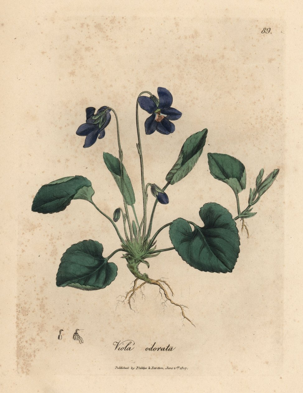 Lila virágú édes ibolya, Viola odorata alkotó: James Sowerby