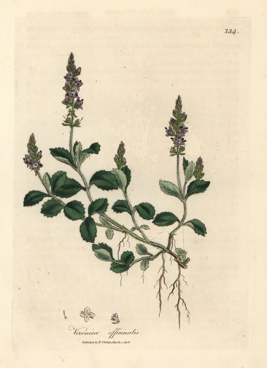 Lila virágú veronika, Veronica officinalis alkotó: James Sowerby