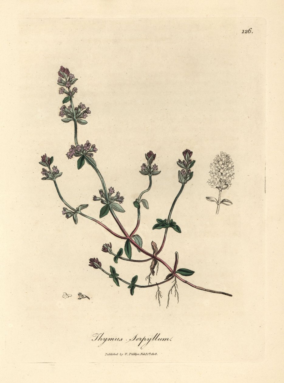 Lila virágú vadkakukkfű, Thymus serpyllum alkotó: James Sowerby