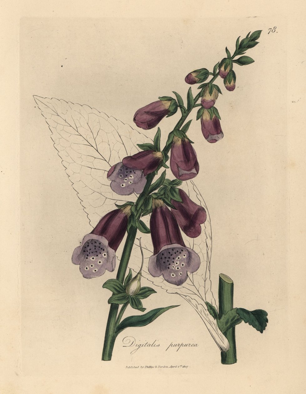 Lila gyűszűvirág, Digitalis purpurea alkotó: James Sowerby
