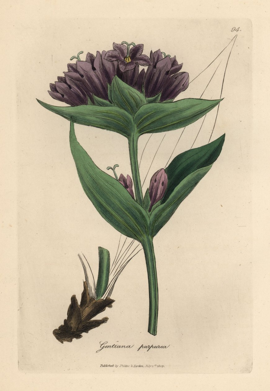 Lila tárnics, Gentiana purpurea alkotó: James Sowerby