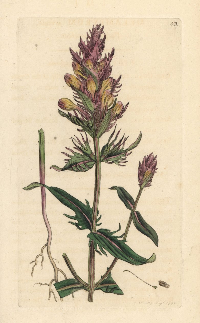 Lila vagy mezei tehénbúza, Melampyrum arvense Kézi színű rézmetszet James Sowerby illusztrációja alapján, James Smith English Botany című művéből, London alkotó: James Sowerby