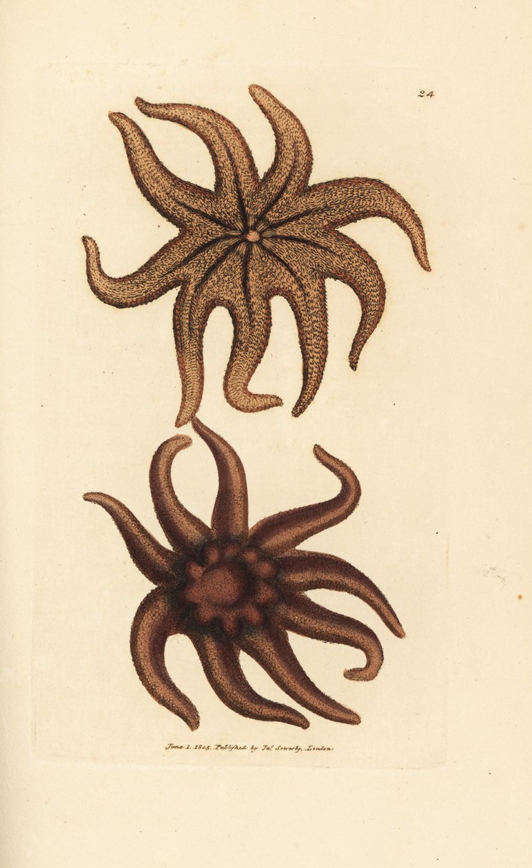 Lila napcsillag, Solaster endeca (kilencsugaras tengeri csillag, Asterias endeca). James Sowerby kézi színű rézmetszete a The British Miscellany-ból, vagy új, ritka vagy kevéssé ismert állattémák színes figurái. alkotó: James Sowerby
