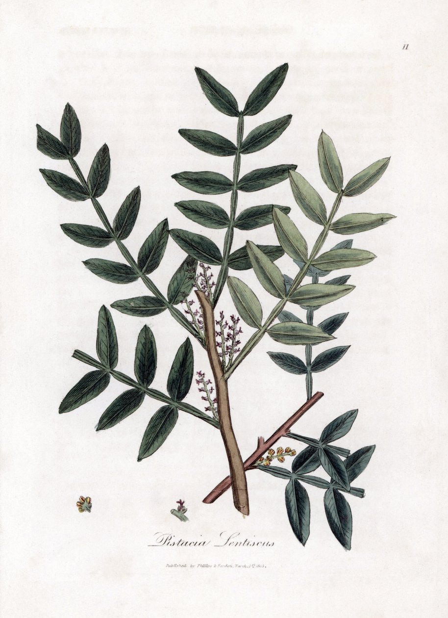 Putty tree vagy lentiscus pisztácia - Putty tree, Pistacia lentiscus. Kézzel színezett rézmetszet James Sowerby botanikai illusztrációjából (William Woodville) és Sir William Jackson Hooker "" Medical Botany" című művéből, John Bohn, London alkotó: James Sowerby