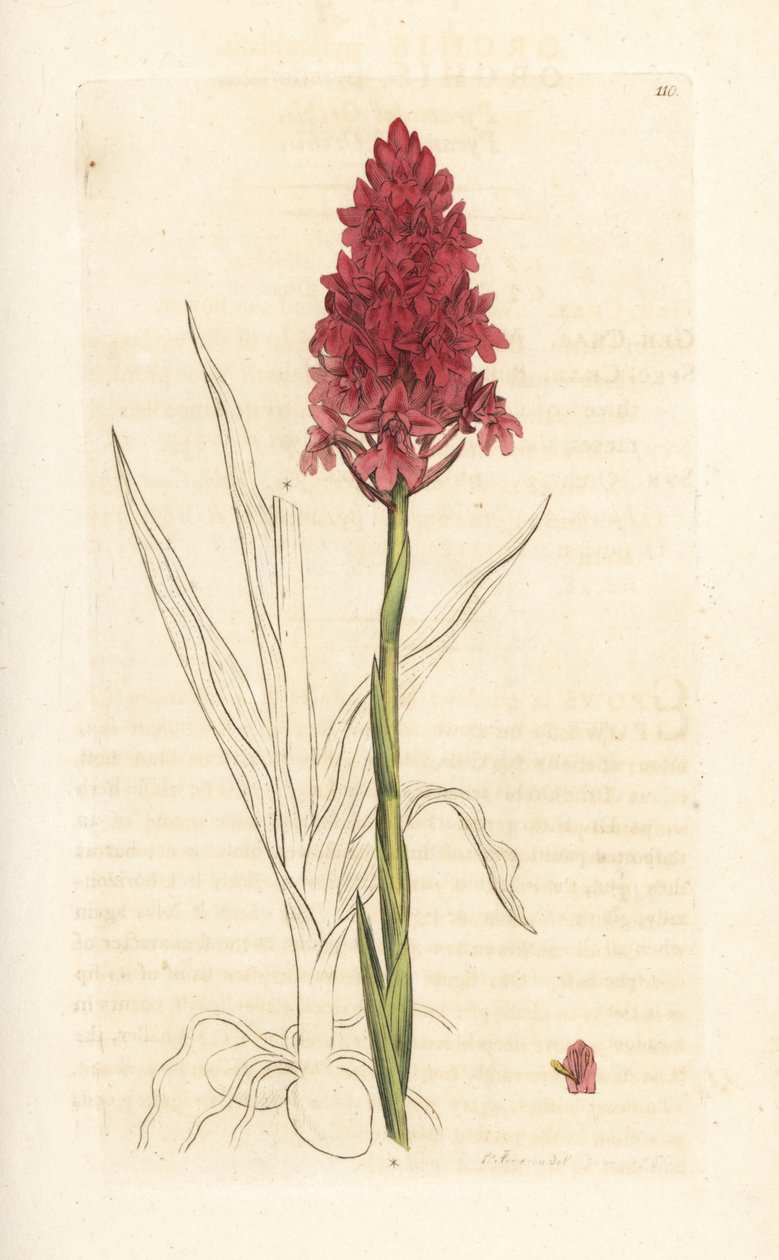 Piramis orchidea, Anacamptis pyramidalis (Pyramidal orchis, Orchis pyramidalis). Kézzel színezett rézmetszet James Sowerby illusztrációja nyomán James Smith angol botanikájából, London alkotó: James Sowerby