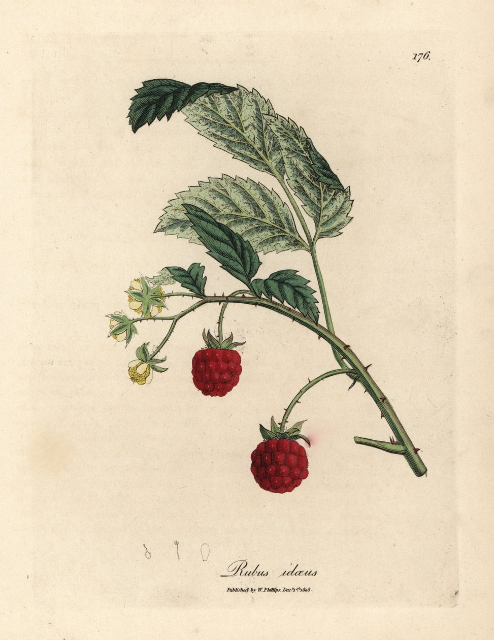 Málnabokor érett terméssel és sárga virágokkal, Rubus idaeus alkotó: James Sowerby