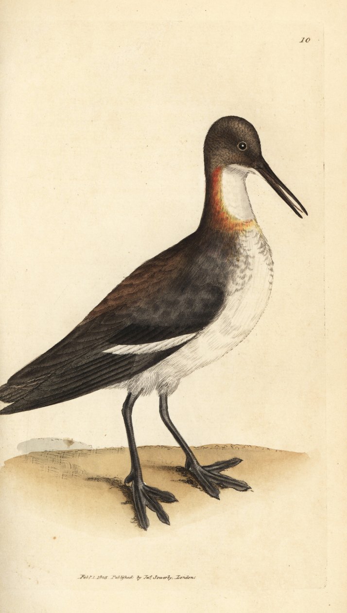 Vörösnyakú phalarope, Phalaropus lobatus (Phalaropus hyperboreus). James Sowerby kézi színű rézmetszete a The British Miscellany-ból, vagy új, ritka vagy kevéssé ismert állattémák színes figurái. alkotó: James Sowerby