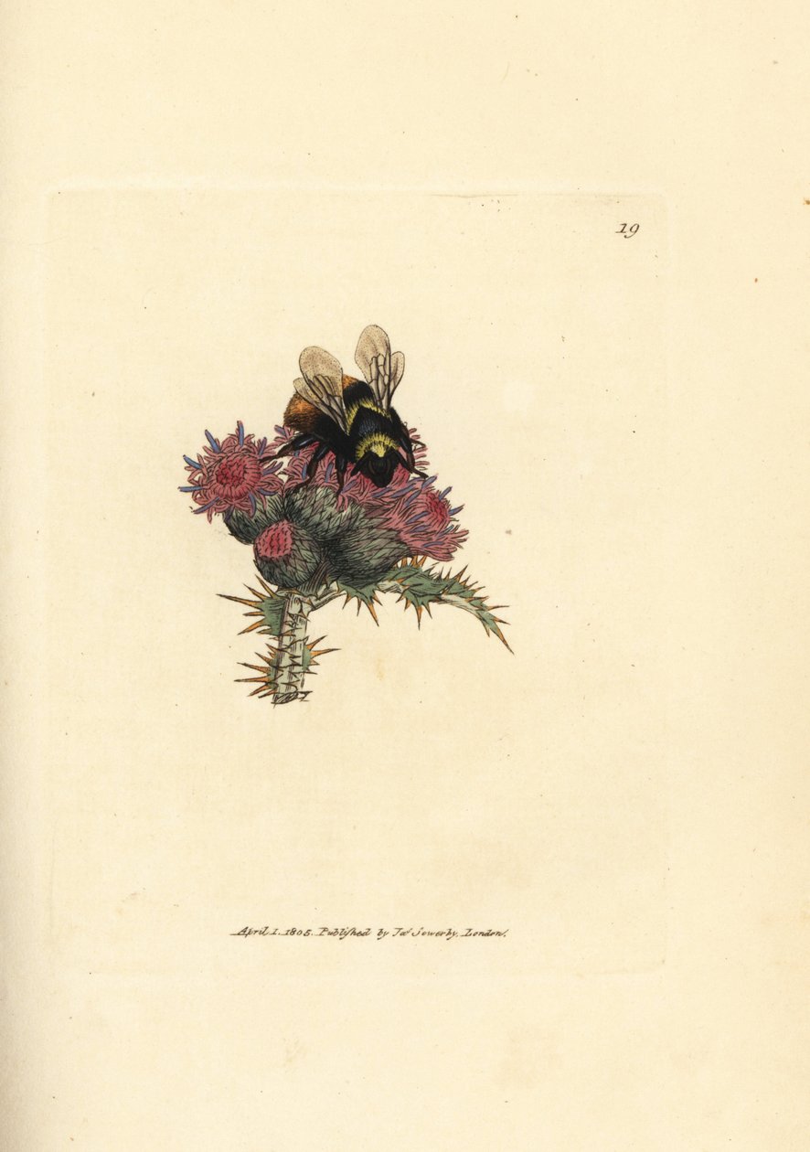 Vörösfarkú darázs, Bombus lapidarius (Apis flavicollis) bogáncson. James Sowerby kézi színű rézmetszete a The British Miscellany-ból, vagy új, ritka vagy kevéssé ismert állattémák színes figurái. alkotó: James Sowerby