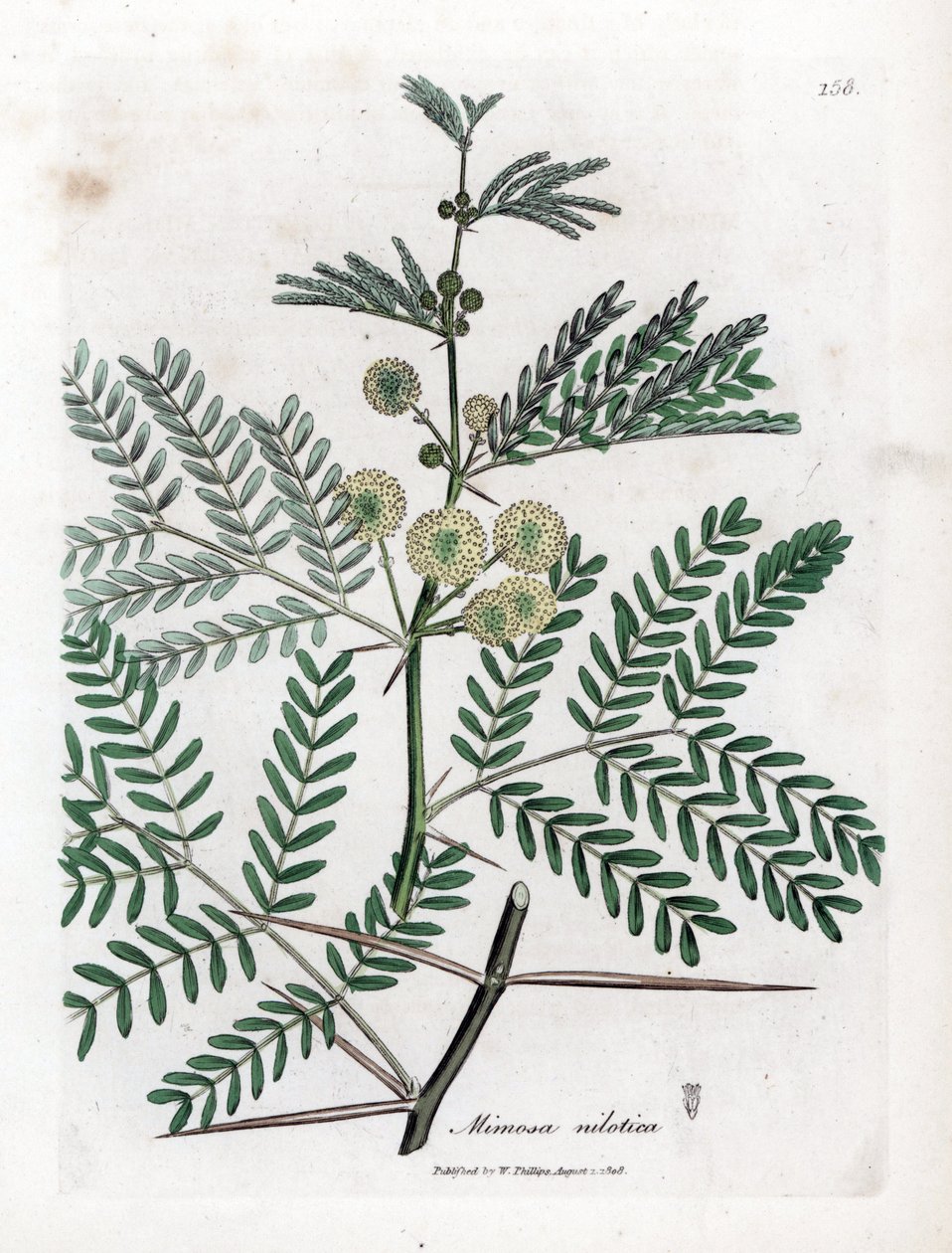 Red Gum - gumiarábik fa, Acacia nilotica. Kézzel színezett rézmetszet James Sowerby botanikai illusztrációjából (William Woodville) és Sir William Jackson Hooker "" Medical Botany" című művéből, John Bohn, London alkotó: James Sowerby