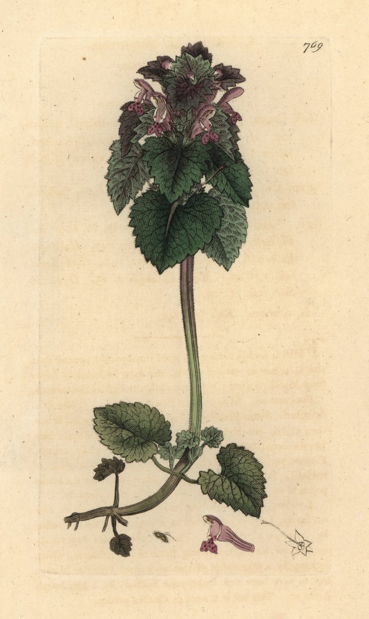 Vörös csalán, Lamium purpureum Kézi színű rézmetszet James Sowerby rajza nyomán James Smith angol botanikájához alkotó: James Sowerby