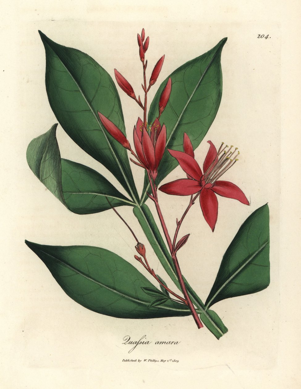 Piros virágú keserű kvázi, Quassia amara alkotó: James Sowerby