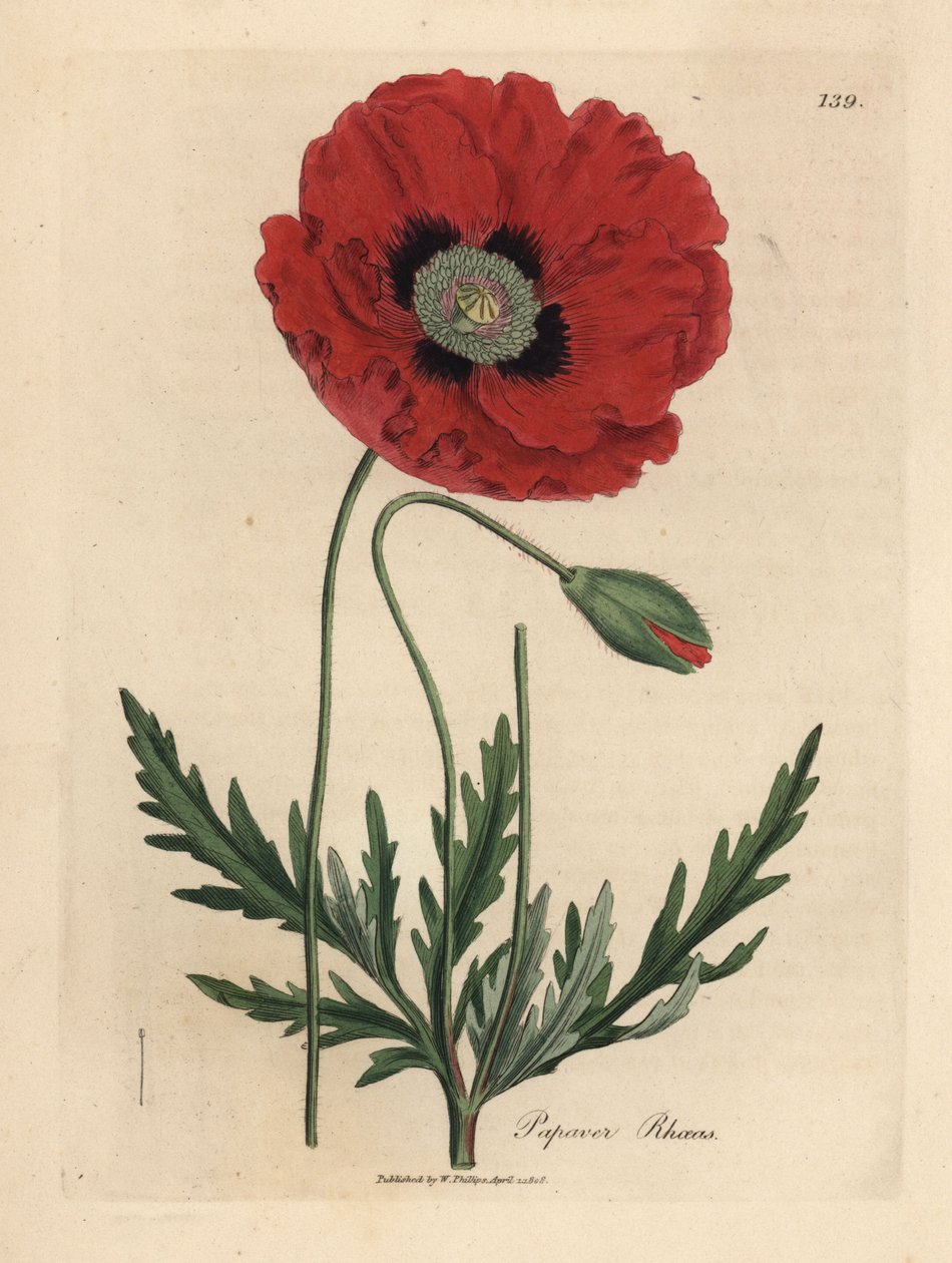 Vörös vagy kukorica mák, Papaver rhoeas alkotó: James Sowerby