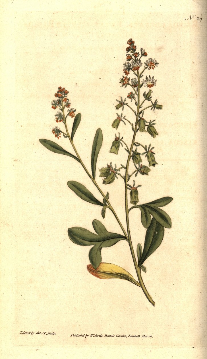 Reseda illatosító - Édes illatú rezeda vagy mignonette, Reseda odorata. James Sowerby kézzel színezett rézmetszet és botanikai illusztrációja a William Curtis The Botanical Magazine-jából, Lambeth Marsh, London alkotó: James Sowerby