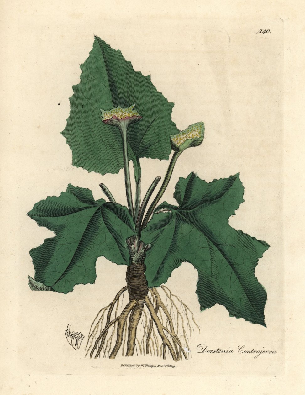 A contrayerva, Dorstenia contrajerva gyökerei, rizómája, levelei és virága alkotó: James Sowerby
