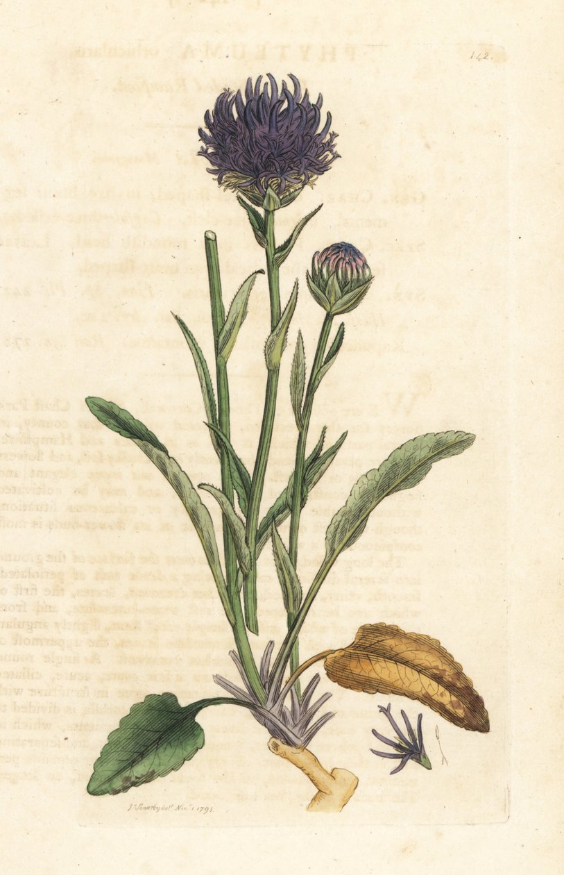 Kerekfejű rámpi, Phyteuma orbiculare (Phyteuma orbicularis) (Orbicular Rapunzel) Kézi színű rézmetszet James Sowerby illusztrációja után, James Smith angol botanikájából, London alkotó: James Sowerby
