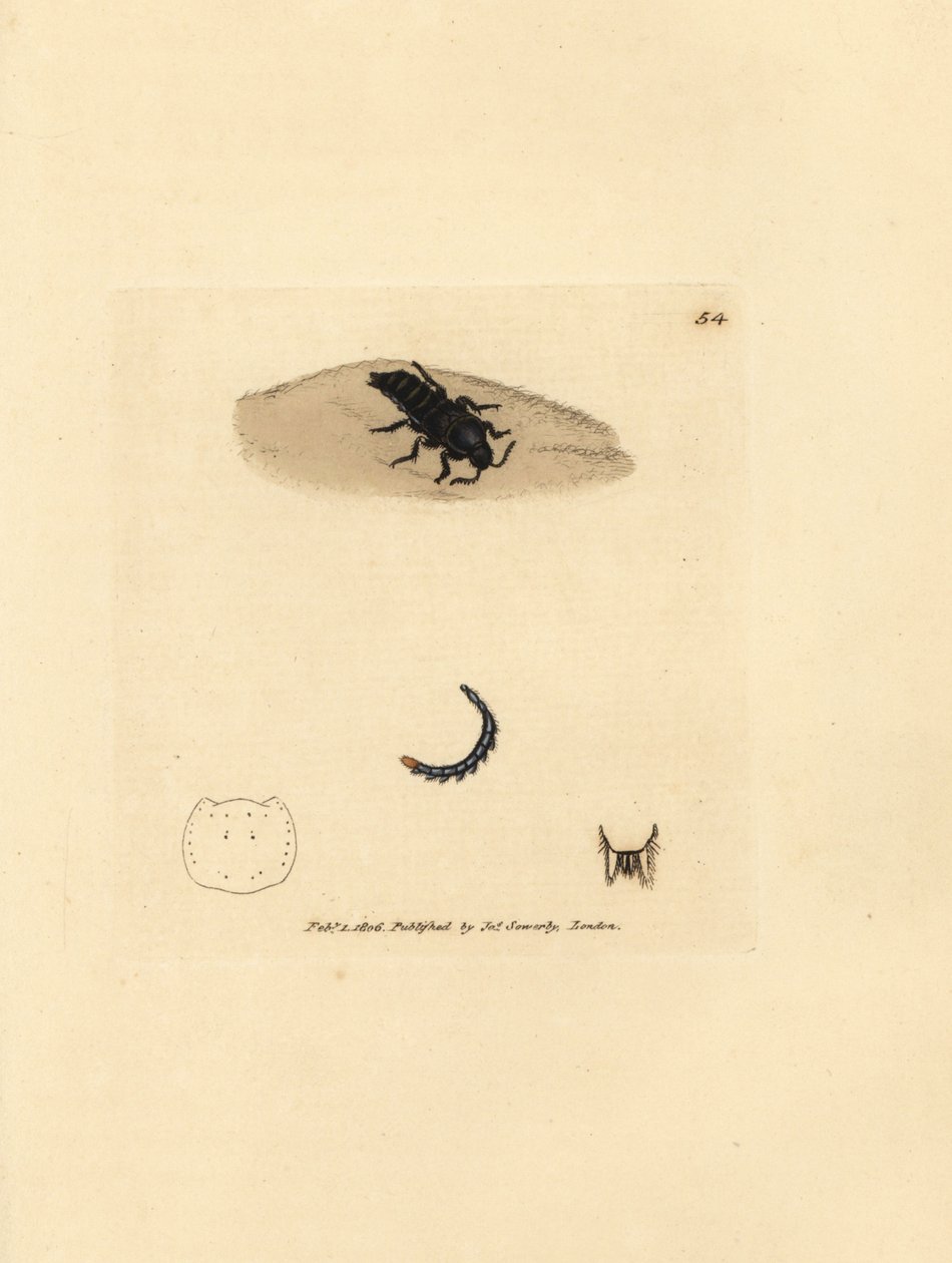 Szarvasbogár, Velleius dilatatus (fogazott szarvú Staphylinus, Staphylinus concolor). James Sowerby kézzel festett rézmetszet a The British Miscellany-ból, vagy új, ritka vagy kevéssé ismert állatok színes figurái. alkotó: James Sowerby