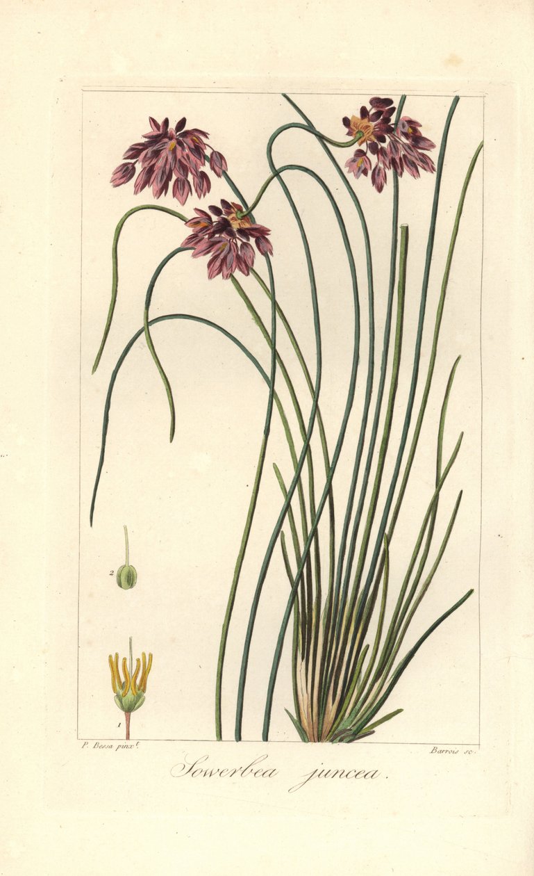 Rush liliom, Sowerbaea juncea, Ausztráliában őshonos. Nevét James Sowerby botanikus művészről kapta. Barrois által készített, kézzel színezett, rézmetszet, Pancrace Bessa botanikai illusztrációjából Mordant de Launay „Amatőr herbier tábornok” című művéből, alkotó: James Sowerby