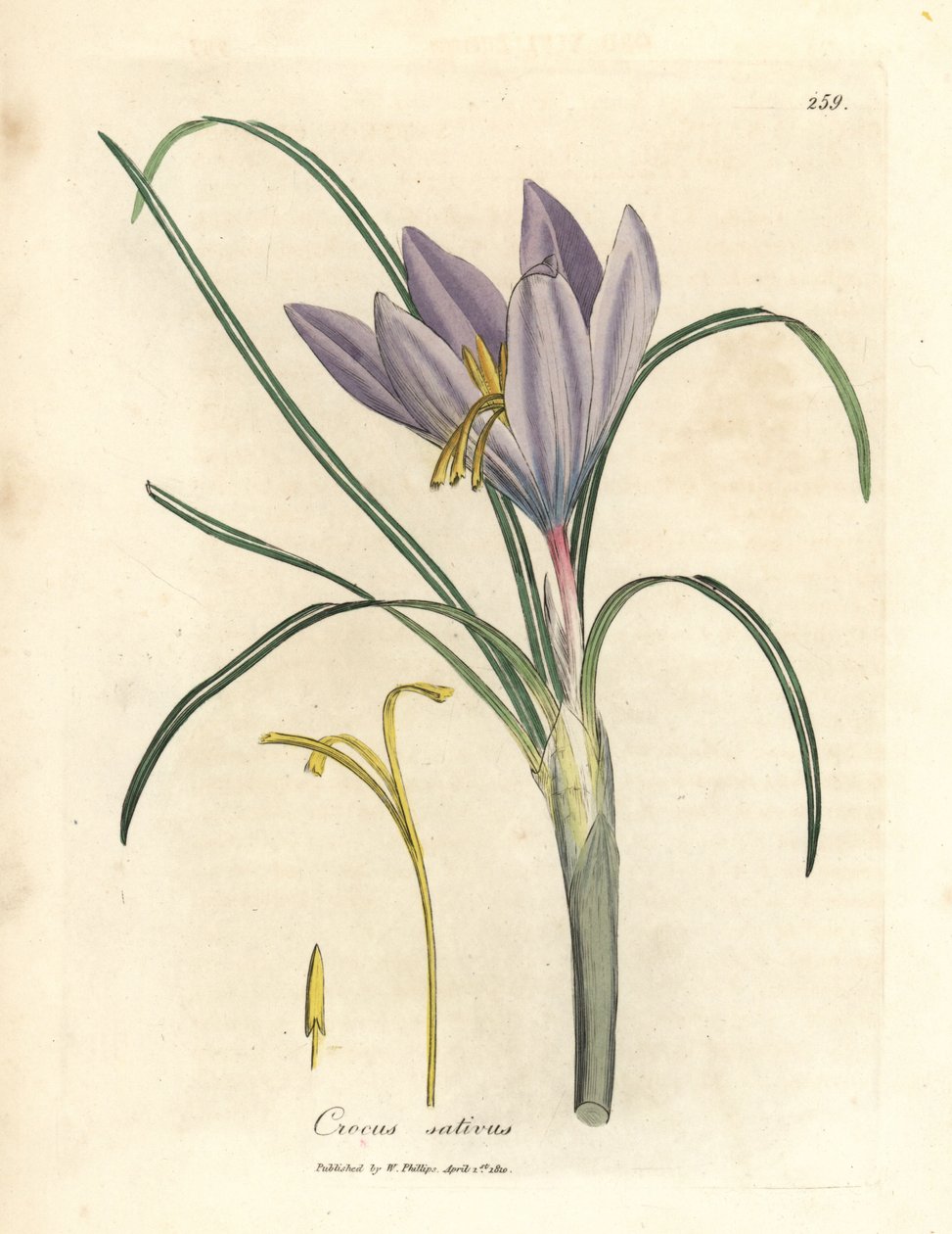 Sáfrányos sáfrány, Crocus sativus alkotó: James Sowerby