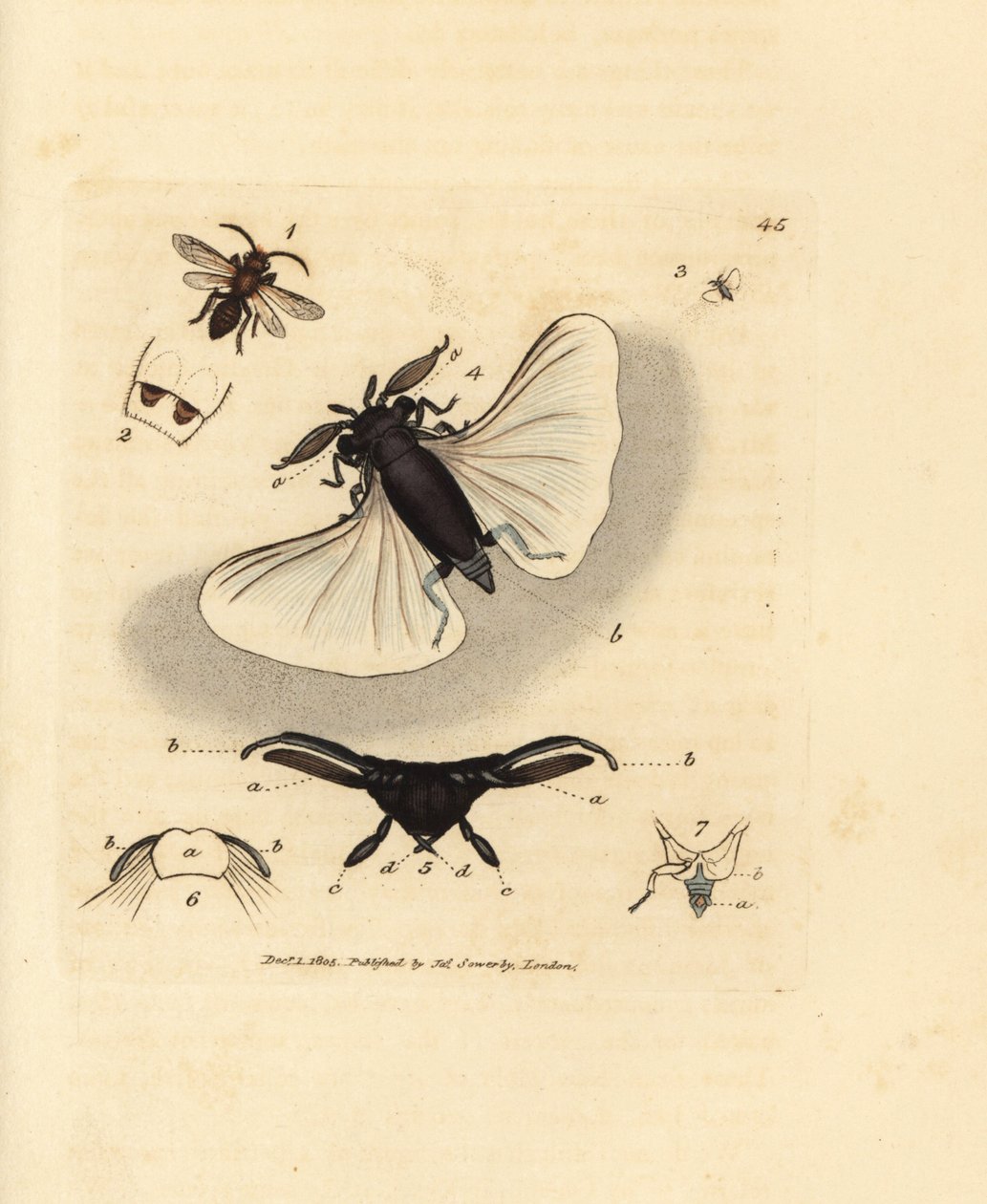 Homokméh parazita, Stylops melittae. James Sowerby kézi színű rézmetszete a The British Miscellany-ból, vagy új, ritka vagy kevéssé ismert állattémák színes figurái. alkotó: James Sowerby