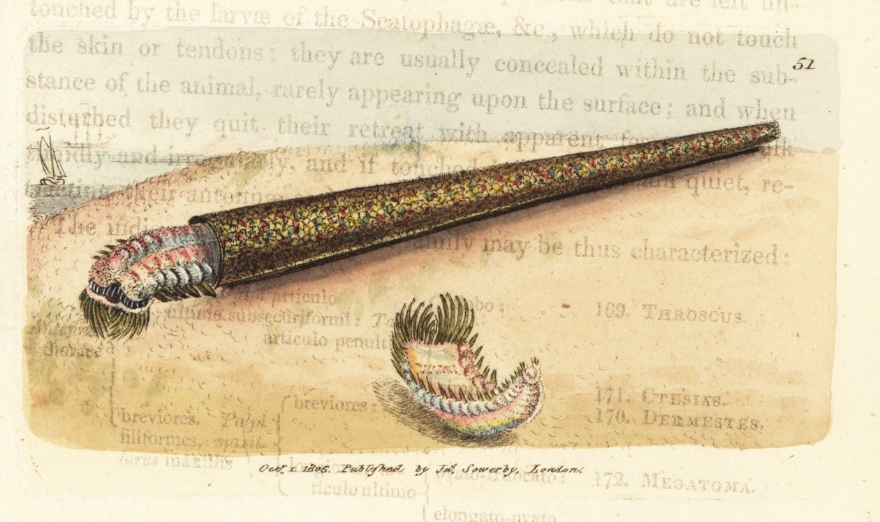 Homokcső-építő annelid legyezőféreg, Pectinaria belgica (Nereis pectinata). James Sowerby kézi színű rézmetszete a The British Miscellany-ból, vagy új, ritka vagy kevéssé ismert állattémák színes figurái. alkotó: James Sowerby