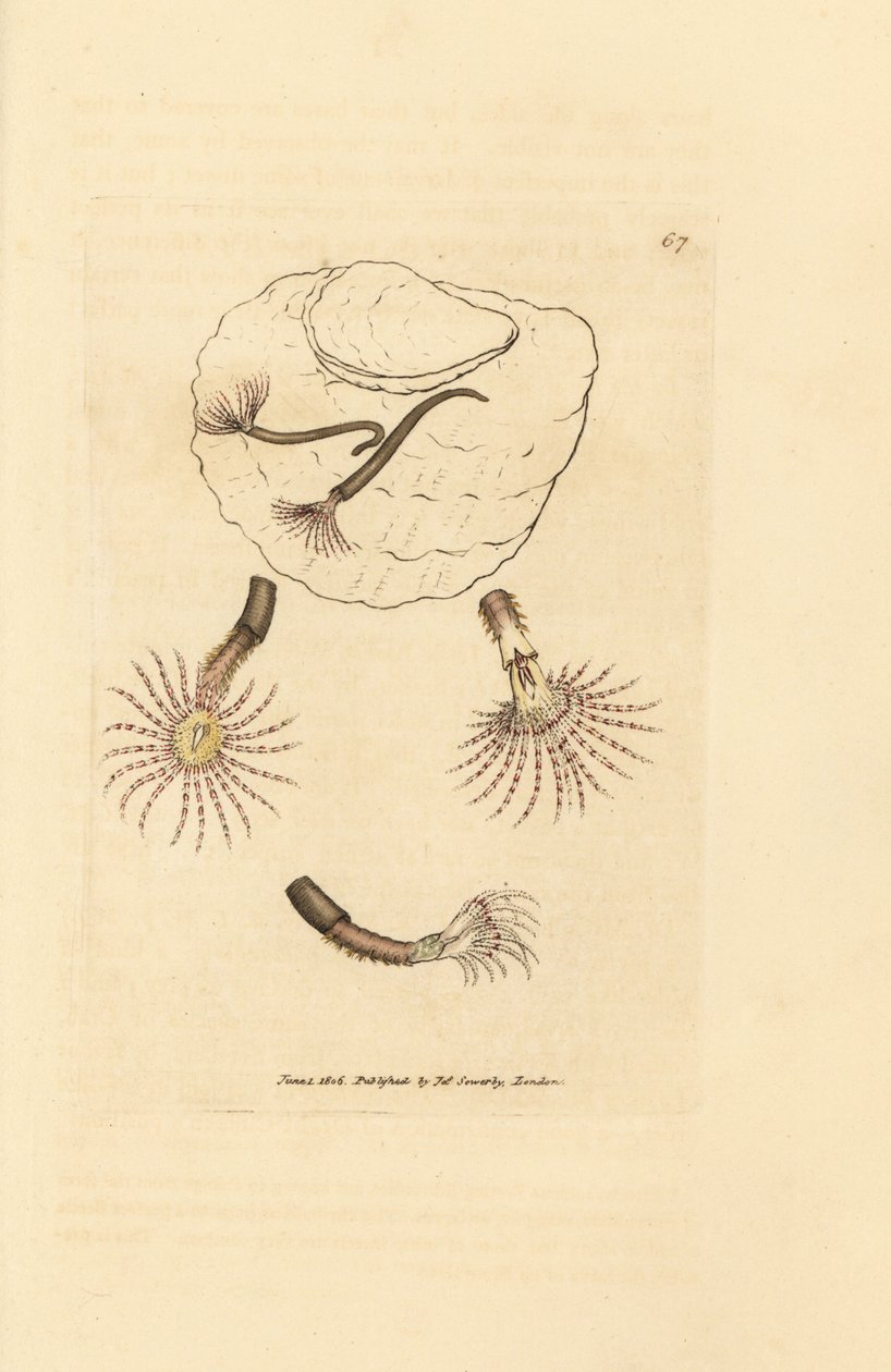 Homokféreg bíbor tapintókkal, Amphitrite rosea. James Sowerby kézi színű rézmetszete a The British Miscellany-ból, vagy új, ritka vagy kevéssé ismert állattémák színes figurái. alkotó: James Sowerby