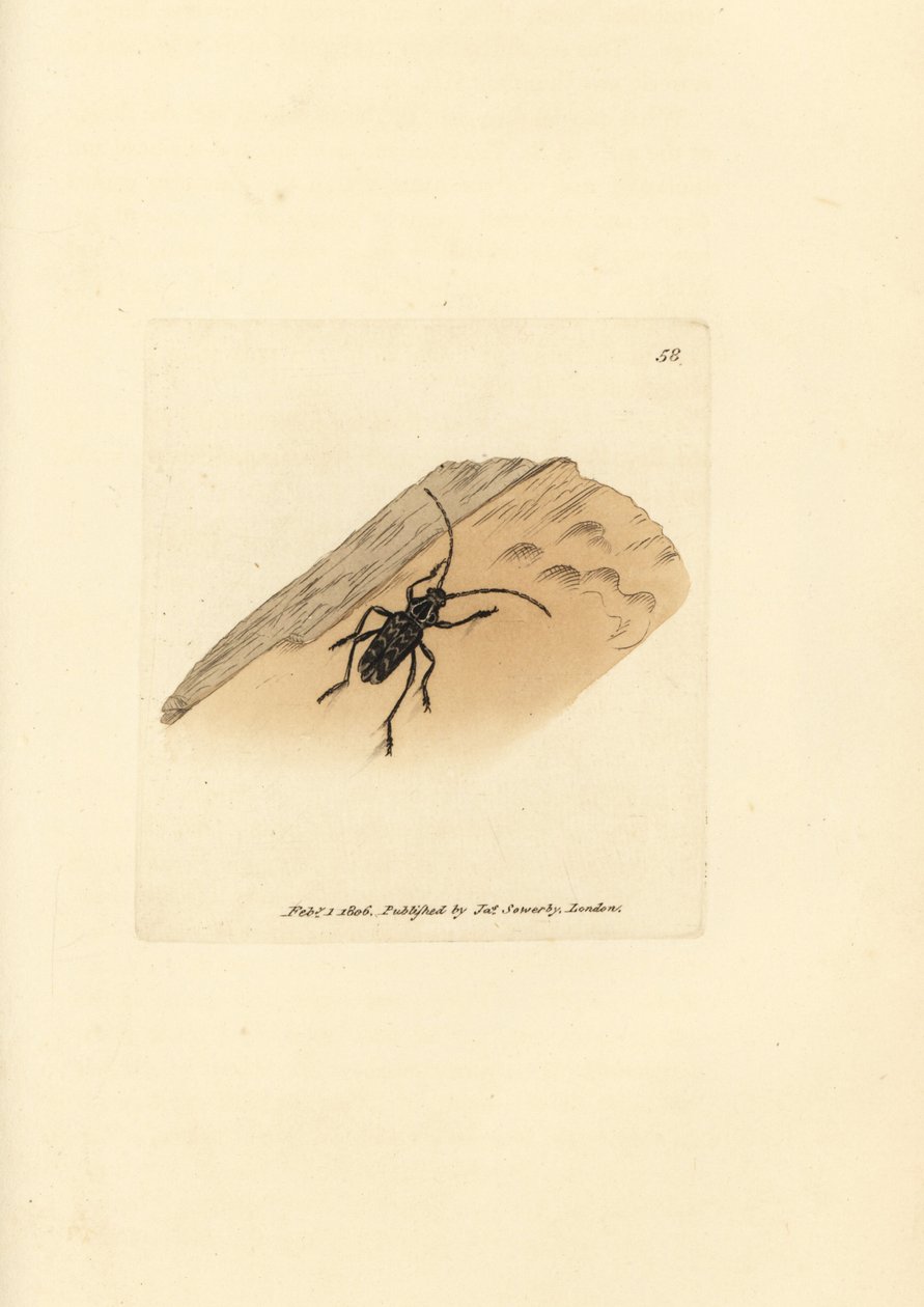 Sarosesthes fulminans bogár (Cerambyx fulminans). James Sowerby kézi színű rézmetszete a The British Miscellany-ból, vagy új, ritka vagy kevéssé ismert állattémák színes figurái. alkotó: James Sowerby