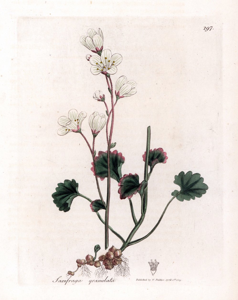 Saxifrage granulátum vagy buborékok - Fehér szaxifrage, Saxifraga granulata. Kézzel színezett rézmetszet James Sowerby botanikai illusztrációjából (William Woodville) és Sir William Jackson Hooker "" Medical Botany" című művéből, John Bohn, London alkotó: James Sowerby