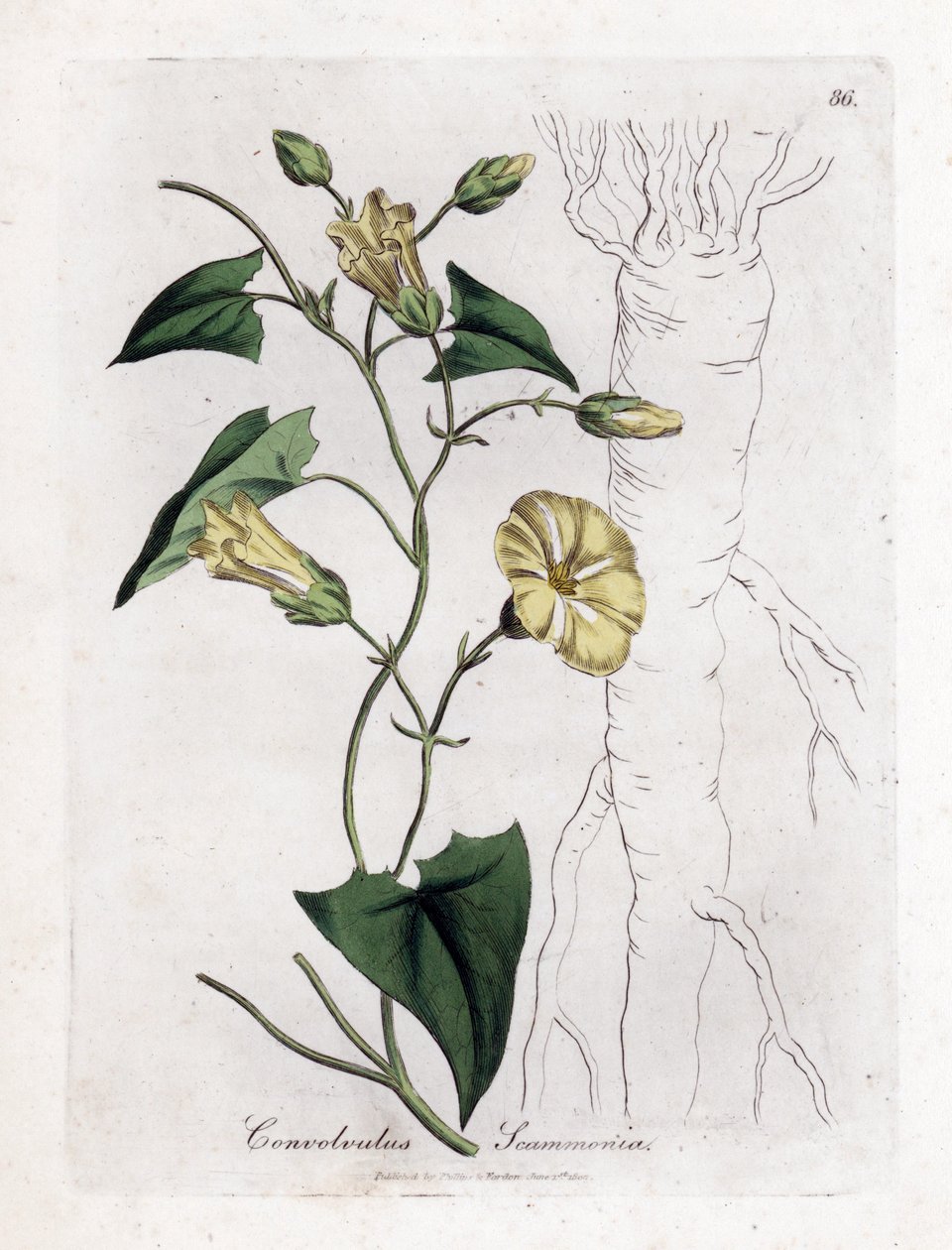 Scamonee - Scammony bindweed, Convolvulus scammonia. Kézzel színezett rézmetszet James Sowerby botanikai illusztrációjából (William Woodville) és Sir William Jackson Hooker "" Medical Botany" című művéből, John Bohn, London alkotó: James Sowerby