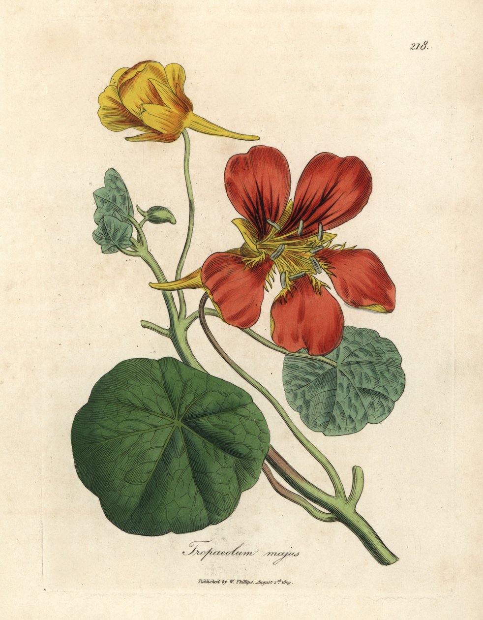 Skarlát és sárga virágú indiai zsázsa, Tropaeolum majus alkotó: James Sowerby